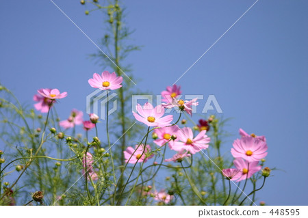 Cosmos 448595