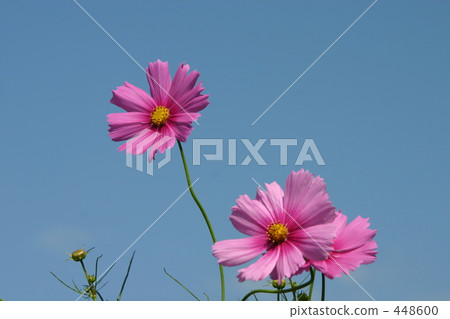 Cosmos Cosmos 448600