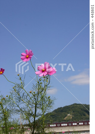 大波斯菊 秋天 秋 448601