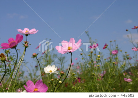 Cosmos Cosmos 448602