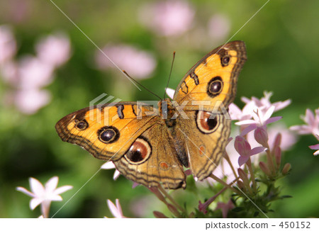 Butterfly 450152