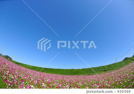 Blue Sky and Autumn Cherry II 450389