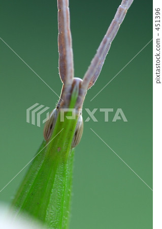 蚱蜢 蝗蟲 昆蟲 451396