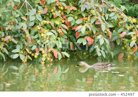 柿子和鴨子 452497