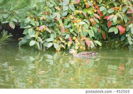 Persimmon and duck 452503