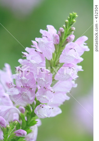 Hanatanoho Hanatraneo 452504