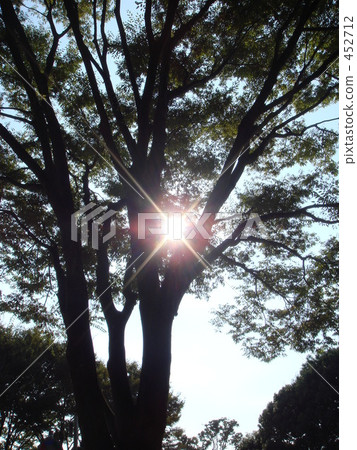 Sunbeams Sunbeams 452712