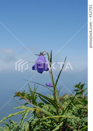 Flowers blooming in the sky 452781
