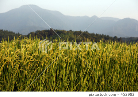 山和稻田 山和稻田 452982