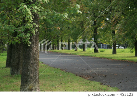 樹木 453122