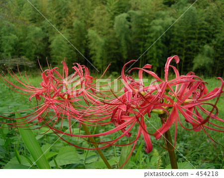 Higanki花和竹林 Higanki花和竹林 454218