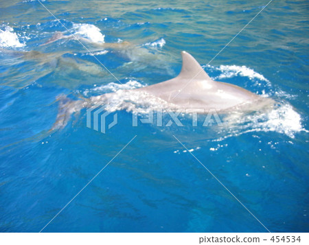 Dolphin 454534