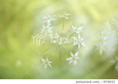 煙火煙花...... 454641