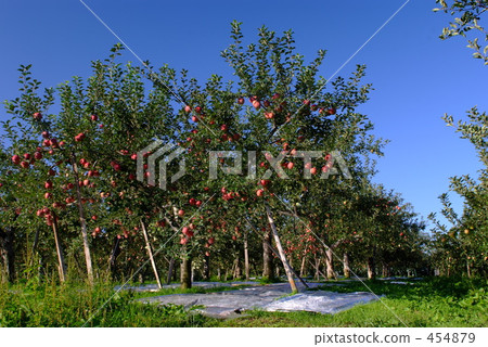 蘋果風光 蘋果風光 454879