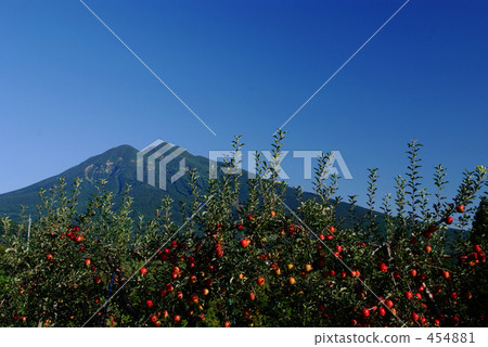 Tsugaru apple orchard Tsugaru apple orchard 454881