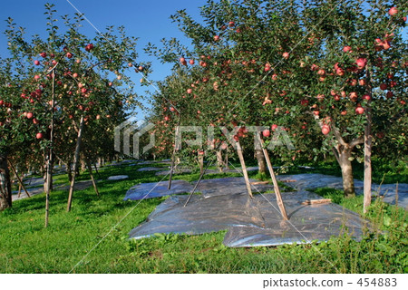 Scenery of apple garden 454883
