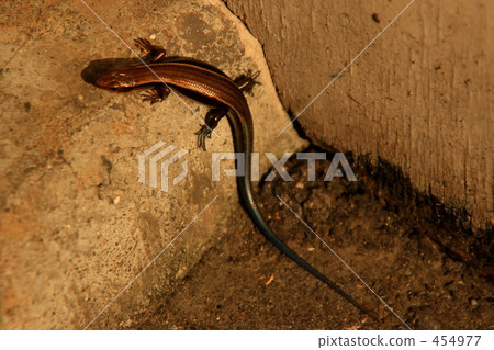 Glossy newt Glossy newt 454977