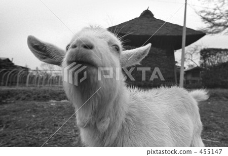 Musashino line opening business · Scenery along the railway Showa 48 455147