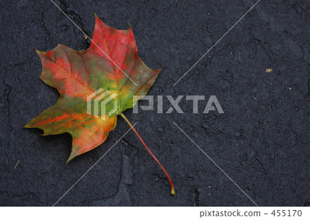 overcast, maple, yellow leafe 455170