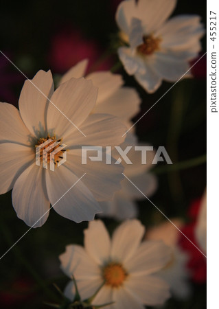 Evening cosmos 455217