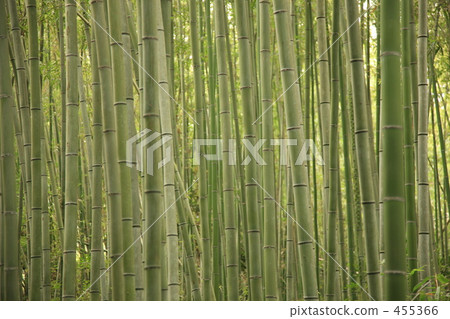 Bamboo grove Bamboo grove 455366