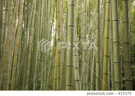  竹林 455375