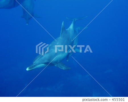 Parent and child of dolphin Parent and child of dolphin 455501