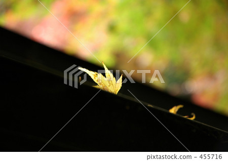 落葉 楓樹 紅楓 455716