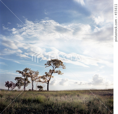 planting tree, sward, white 455811