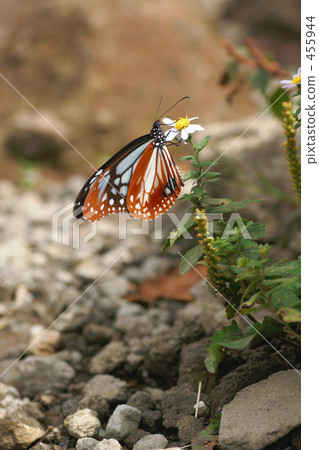 Asagi madara Asagi madara 455944