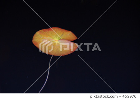 Leaves floating on water 455970