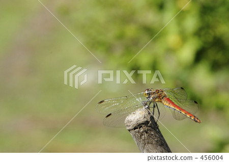 紅蜻蜓 456004