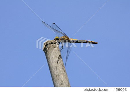 蜻蜓 456008