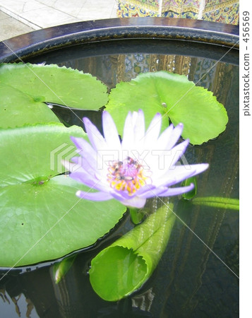 Lotus flower 456569