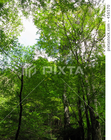 Forest of the source area 456570