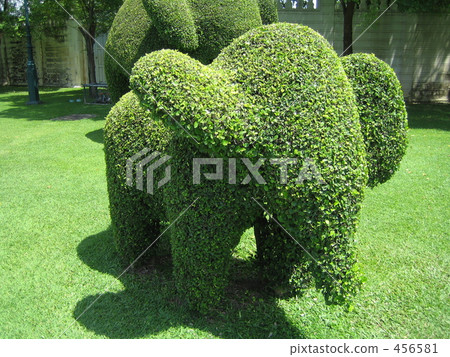 It is a plant elephant 456581