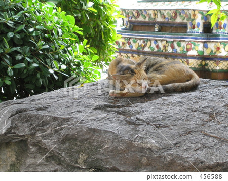 Cat on the stone 456588