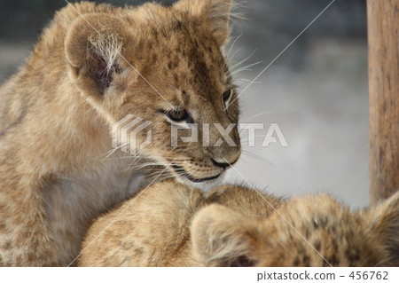 The Lion King The Lion King 456762
