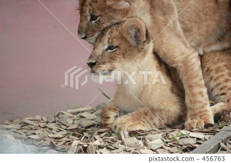 The Lion King 456763