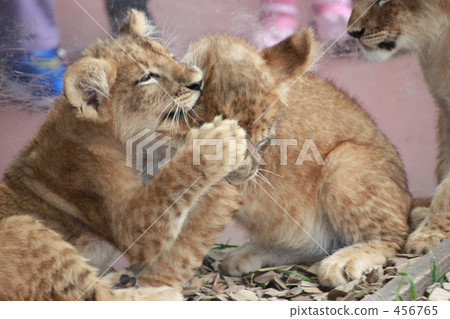The Lion King The Lion King 456765