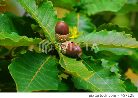 Acorn 457129