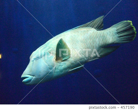Fish Napoleonic Fish 457190