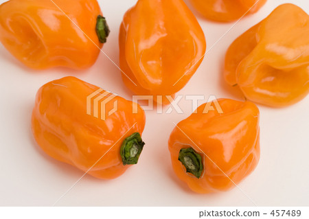 habañero pepper habañero pepper 457489