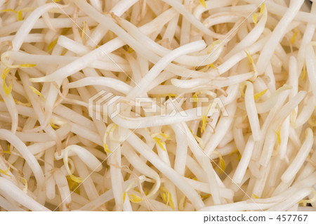 豆芽 豆芽 457767