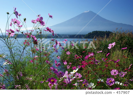 Mount Fuji and Cosmos 457907