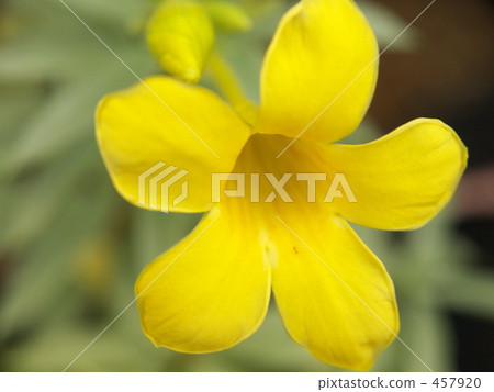 Allamanda 457920