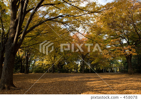 秋天的樹葉 458078