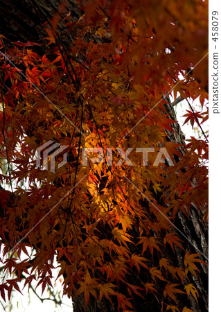 秋天的樹葉 458079