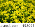 黃色的花朵 黃色的花朵 458095