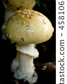 蘑菇 蘑菇 458106